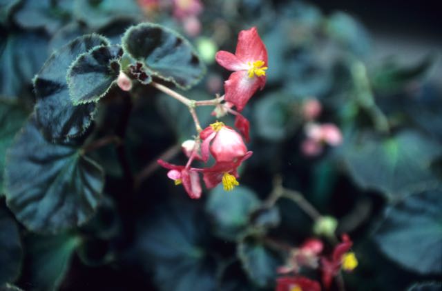 B. ‘Indian Maid’